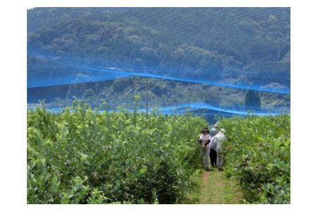 【先行予約】ジャム用冷凍ブルーベリー 1㎏ ｜ 西条ブルーベリー農園