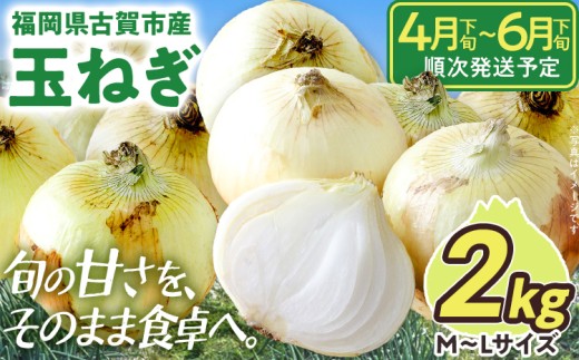 古賀市産玉ねぎ　2kg