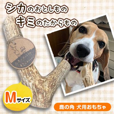 ふるさと納税 遠軽町 「シカのおとしもの　キミのたからもの」 Mサイズ 鹿の角 犬用おもちゃ 1個