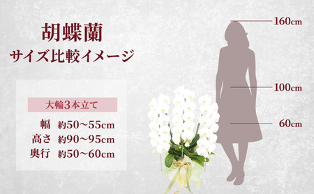 【選べるこだわり豪華ラッピング】赤平長持ち胡蝶蘭白花大輪3本立て (36輪以上) 胡蝶蘭 花 ギフト プレゼント お祝い 贈り物  インテリア 植物 マリングリーン