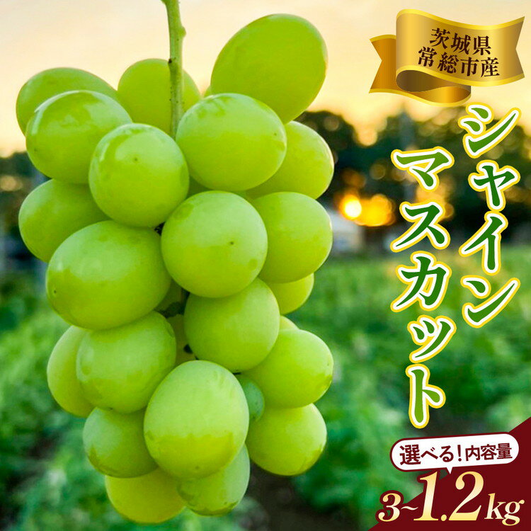 【ふるさと納税】＼選べる内容量／茨城県常総市産 シャインマスカット | 2026年 先行予約 1.2kg 2.4kg 3kg ふるさと納税 シャインマスカット 果物 フルーツ ぶどう ブドウ 葡萄 ギフト 贈り物 お中元 お歳暮 内祝い 2026 予約 旬 ※2026年8月中旬～9月中旬頃に順次発送予定
