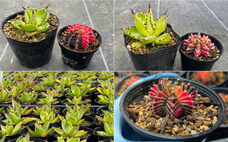ギムノカリキウム ミハノビッチ ＆ アガベ チアペンシス 各1株 Gymnocalycium mihanovichii＆Agave chiapensis　長与町/アグリューム[EAI305]