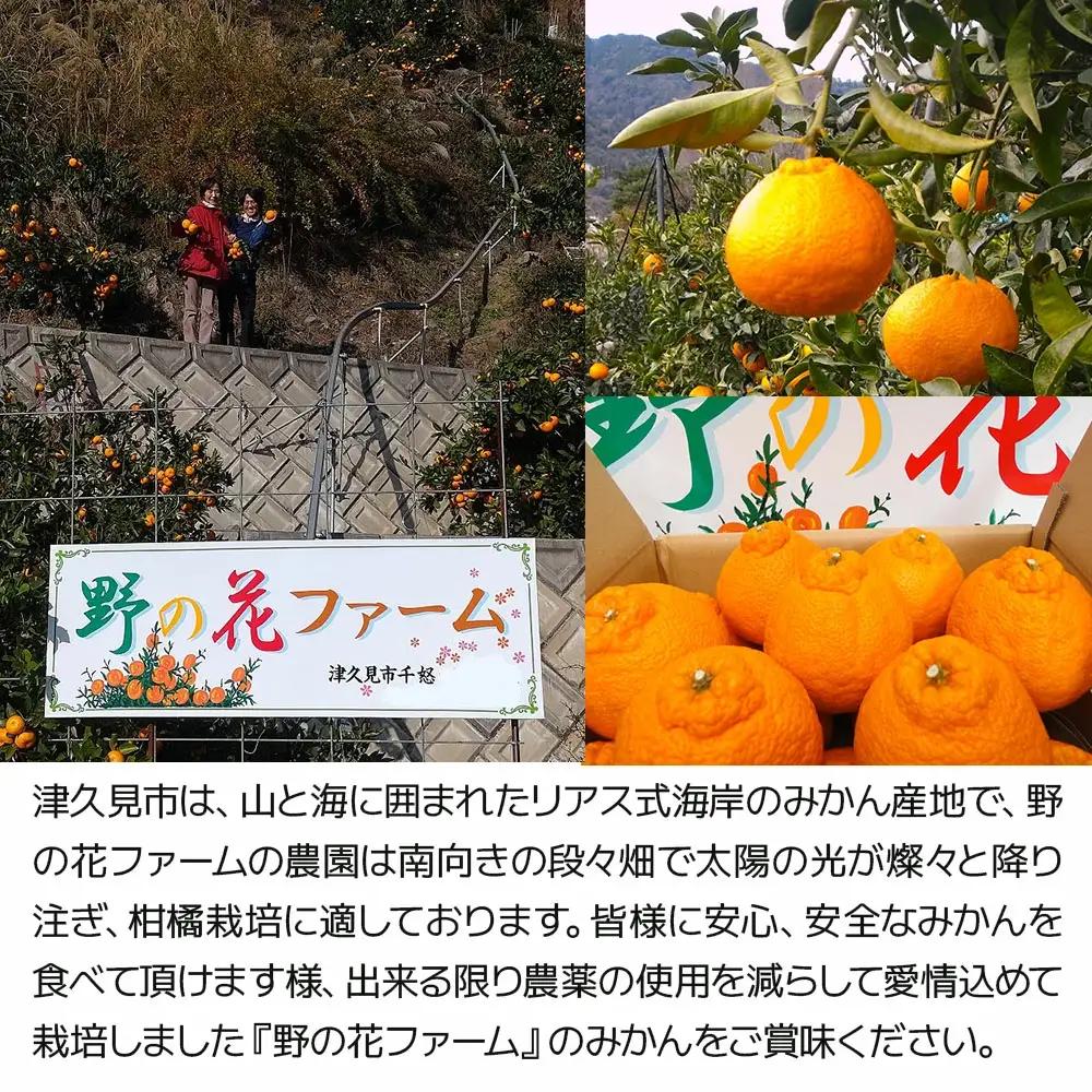 【先行予約・数量限定】不知火 みかん 6kg | みかん