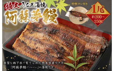 ＜ R8年熊本地震復興支援 ＞熊本産 特大うなぎ蒲焼「阿蘇夢鰻（アソロマン）」1尾 鰻 蒲焼