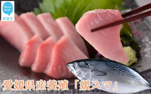 
全身トロの高級養殖魚 まるごと媛スマ（1.7～1.8kg）１尾 （鮮魚・冷蔵）愛媛県産
