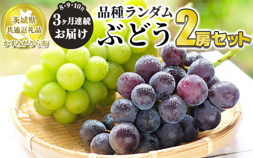 【定期便】ぶどう品種ランダム2房セット 3ヶ月連続お届け（8月、9月、10月） 【茨城県共通返礼品　かすみがうら市産】 ※一房約500～600g×2房 ぶどう ブドウ 葡萄 セット 詰め合わせ 定期便 定期 フルーツ 果物 くだもの 茨城県産 送料無料