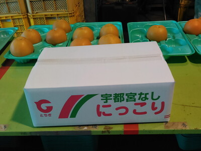 【先行予約】栃木県産　大玉の梨【にっこり】5kg サイズ：7～5玉 ※2026年10月～発送