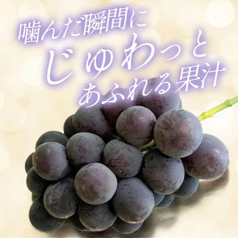 B-700 黒い宝石「種なしピオーネ」2kg