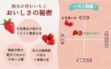 【先行予約】スカイベリー 2箱 1.16kg（1箱(2パック入)×2） いちご 大粒 | ギフト 贈答 栃木県 宇都宮市 果物 フルーツ 苺 イチゴ 人気　※2025年1月上旬～3月上旬頃に順次発送予