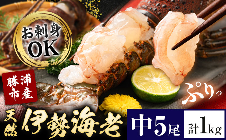 天然伊勢海老 千葉県勝浦産 生冷活〆 中サイズ 5尾入 1kg 【刺身OK】 贈答 株式会社串浜水産《90日以内に出荷予定(土日祝除く)》千葉県 勝浦市 伊勢海老 海老 えび【配送不可地域あり】（離島）【1499636】