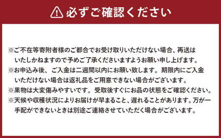 詰合 ／ 白桃 （1玉220g以上） 2玉 ・ ニューピオーネ （1房480g以上） 2房 化粧箱入り【2025年7月下旬～8月上旬発送予定】 ／ 桃 もも 葡萄 ぶどう 果物 果実 フルーツ 旬 詰