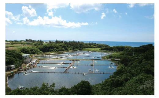 【訳アリ】活き〆急速冷凍車エビ（生食可・約1800g）【先行受付】- 2025年8月より順次発送 海老 車えび 車海老 冷凍 生エビ 国産 養殖 えび天 エビフライ 塩焼き 人気 沖縄県 八重瀬町