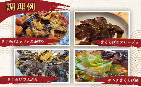 群馬県産 生 乾燥きくらげセット (こたちゃんきくらげ) 無添加 無農薬 国産