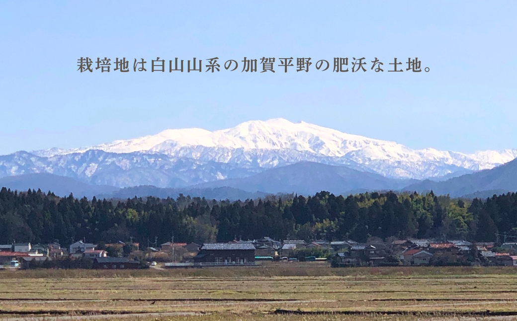 令和7年産 こしひかりカルゲン米 10kg(5kg×2) お米 白米 コシヒカリ | 石川県 小松市【坂口農園】