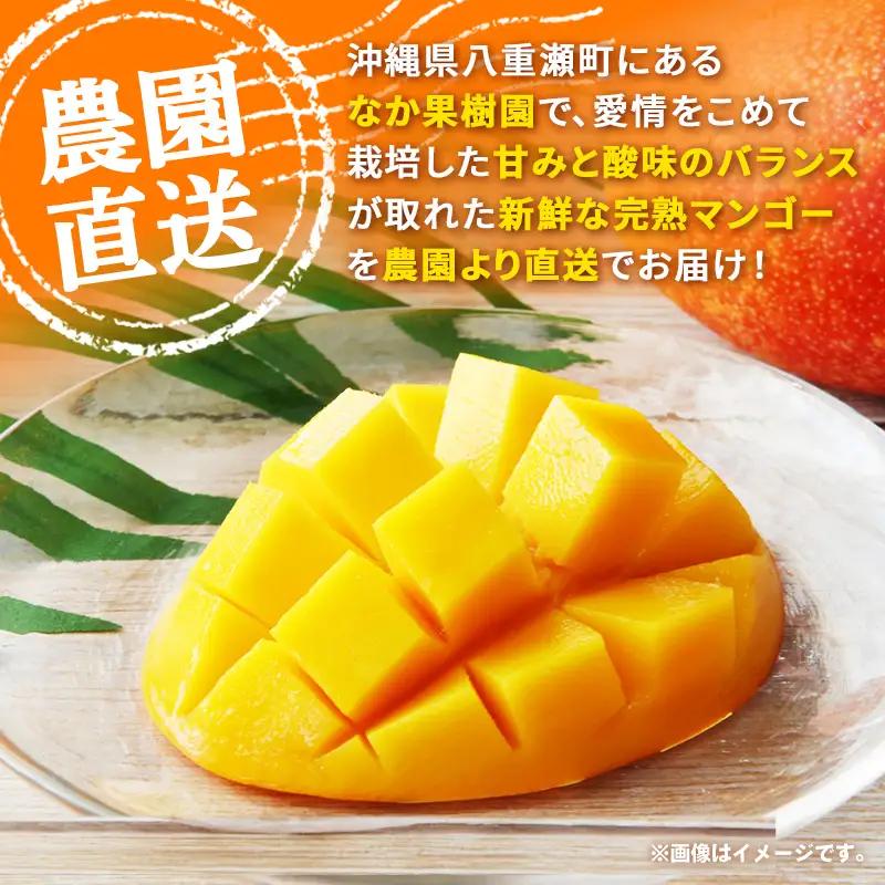 【化粧箱入り】【先行受付・2026年発送】なか果樹園 アップルマンゴー 極上 約2kg - 産地直送 先行予約 沖縄県産 贈り物 ギフト プレゼント 南国フルーツ 旬の味覚 オススメ 沖縄県 八重瀬町