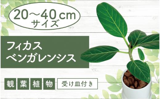 2025年4月中旬～発送【観葉植物】フィカス・ベンガレンシス20cm～40cmホワイト陶器鉢(T&P/014-1462) 南国鹿児島県で育った 観葉植物！植物 鉢付 インテリア 室内 オフィス おしゃれ プレゼント ギフト 開店祝い 移転祝い マイナスイオン【配送不可地域：北海道・沖縄県・離島】