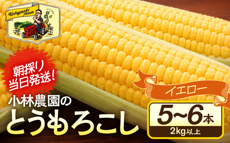 ＜先行予約＞ 朝採り当日発送！ とうもろこし イエロー系 5本～6本 イエロー バイカラー ゴールドラッシュ ドルチェドリーム 冷蔵 糖度 甘い 田原市 トウモロコシ コーン おやつ スイーツ コーンスープ 事前予約 夏 初夏 野菜
