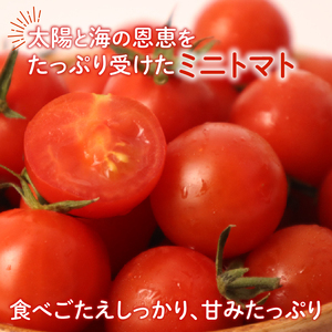 ミニトマト 約2.1kg 伊藤SUN FARM 《12月-6月末発送》千葉県 旭市 【ミニトマト】