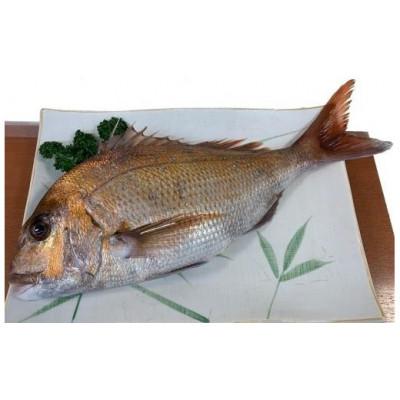 ふるさと納税 坂出市 【熨斗付】天然真鯛 刺身用　1尾(4〜5人前)