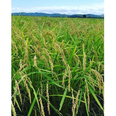 ふるさと納税 与謝野町 森の美しさを守る　天橋立阿蘇海の側で育った　京の豆っこ米5kg　令和6年産 コシヒカリ　京都丹後より |  | 02