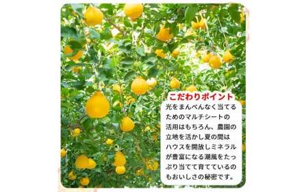 和歌山 有田 広川 不知火 しらぬい デコポン 果物 くだもの ギフト / 【ふるさと納税】温室しらぬい約3kg（7～8玉入） 不知火 贈答用 化粧箱入　※2024年11月下旬～12月下旬頃順次発送予
