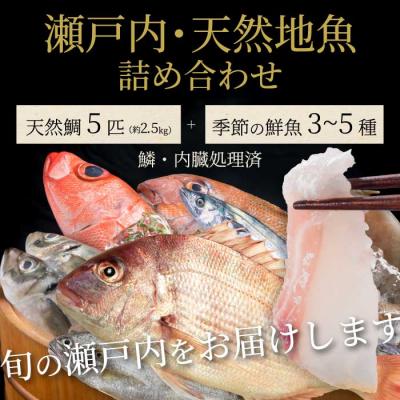 ふるさと納税 三原市 瀬戸内産 天然鯛 約2.5kg(500g×5匹/鱗・内臓処理)・鮮魚3〜5種 [154-008]