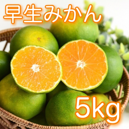 肝付町産　早生みかん5kg