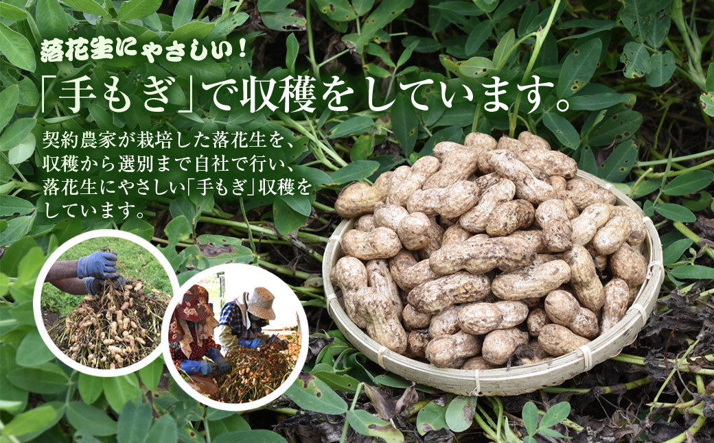 ★先行予約★【2025年9月上旬より順次発送！】とれたて新鮮! 生落花生 おおまさり 2kg 殻付き／らっかせい 落花生 生落花 掘り取り 手もぎ 新鮮 おやつ おつまみ お料理 ゆで落花生 ピーナッ