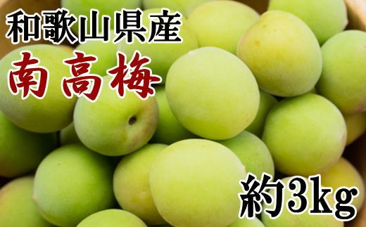 
                  【和歌山名産】南高梅　約3kg（サイズ混合）　※2027年6月上旬～2027年6月下旬頃に順次発送 / 青梅 梅干し 梅酒 梅シロップ ジャム【tec939B】
                