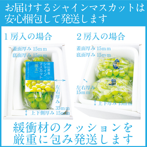 2026年 先行先行予約【2回定期便】シャインマスカット晴王約2kg(3～5房) 岡山県産 種無し 皮ごと食べる みずみずしい 甘い フレッシュ 瀬戸内 晴れの国 おかやま 果物大国 ハレノフルーツ9