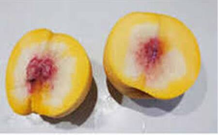 《2025年先行予約》 山形県産 黄桃 ＜あか月姫＞ 秀品 約2kg 玉数おまかせ FSY-2011