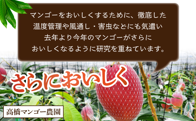 TAZ4L　＜先行予約受付中＞数量限定！宮崎完熟マンゴー (4L×2玉) 化粧箱入り【高橋マンゴー農園】【TAZ4L】