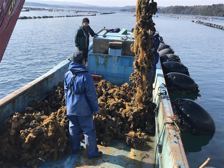 【発送時期が選べる】魚介類 牡蠣 /能登風土 七尾産「能登かき」殻付き（半斗缶）◇ ※必ずよく加熱してお召し上がりください※離島への配送不可 ※2024年12月上旬～2025年4月下旬頃に順次発送予定