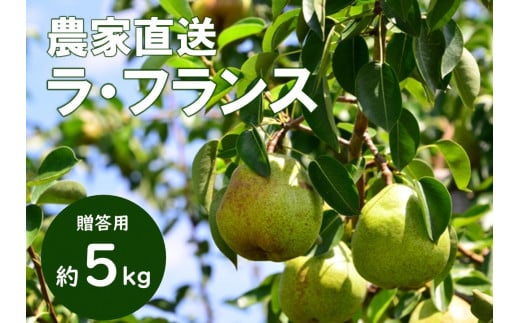 KL02-25A  洋梨 ラ・フランス 約5kg（12～18玉） 贈答 / 10月中旬頃〜発送予定 // 長野県 南信州 松川町産 ギフト 洋梨 洋ナシ 洋なし ラフランス 農家直送 農家支援 贈答 果物 西洋梨 フルーツ