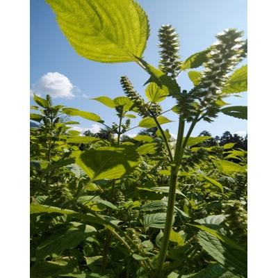 ふるさと納税 南木曽町 南木曽産えごま油　生しぼり110ml　2本セット |  | 02
