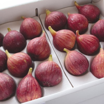 【2026年発送】静岡県掛川産　ミズノ農園の完熟いちじく【桝井ドーフィン】DXパック 500g×2P【配送不可地域：離島・北海道・沖縄県・東北・中国・四国・九州】