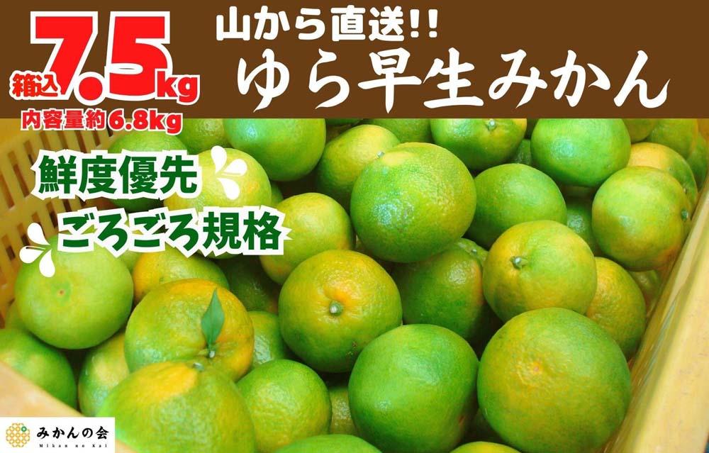 ゆら早生 みかん 山から直送 箱込 7.5kg (内容量 6.8kg) 採れたてそのままごろごろ規格 有田みかん 和歌山県産 【みかんの会】