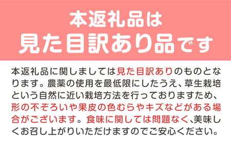 【2027年先行予約】桃 もも ご家庭用 岡山白桃 約1.5kg ( 6玉前後 ) 桃