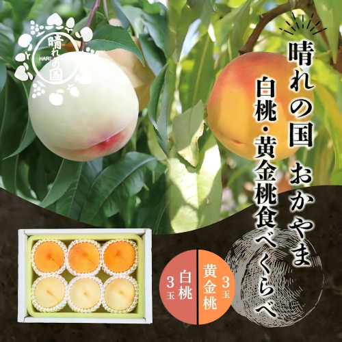 【先行予約】晴れの国 おかやま 白桃・黄金桃食べ比べ6玉【8月下旬～9月上旬発送】桃 もも モモ はくとう おうごんとう フルーツ 果物  ピーチ 朝採れ 朝採り 新鮮 旬 食べごろ 食べ頃 岡山産 