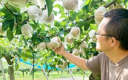 ≪先行受付≫ 福果園の樹上完熟梨 農家直送品種おまかせ（3kg程度）5～9玉 | 福果園 梨 果物 果実 完熟 フルーツ 冷蔵 農家直送 新鮮 品種 おまかせ 豊水 福水 あきづき 甘太 岐阜県 美濃