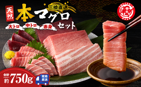 三崎マグロ 鈴木水産 天然本マグロ（大トロ・中トロ・赤身）セット M105-002 