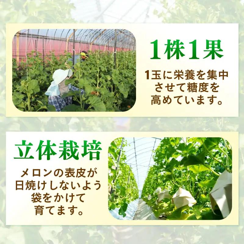 【先行予約】赤肉パリスメロン 秀品 1玉（1.5kg以上）【アールス系赤肉メロン】《糖度16度程度！1株1果採りで育てる高級メロン！》／ 果物 フルーツ 農家直送 赤肉 マスクメロン アールスメロン 