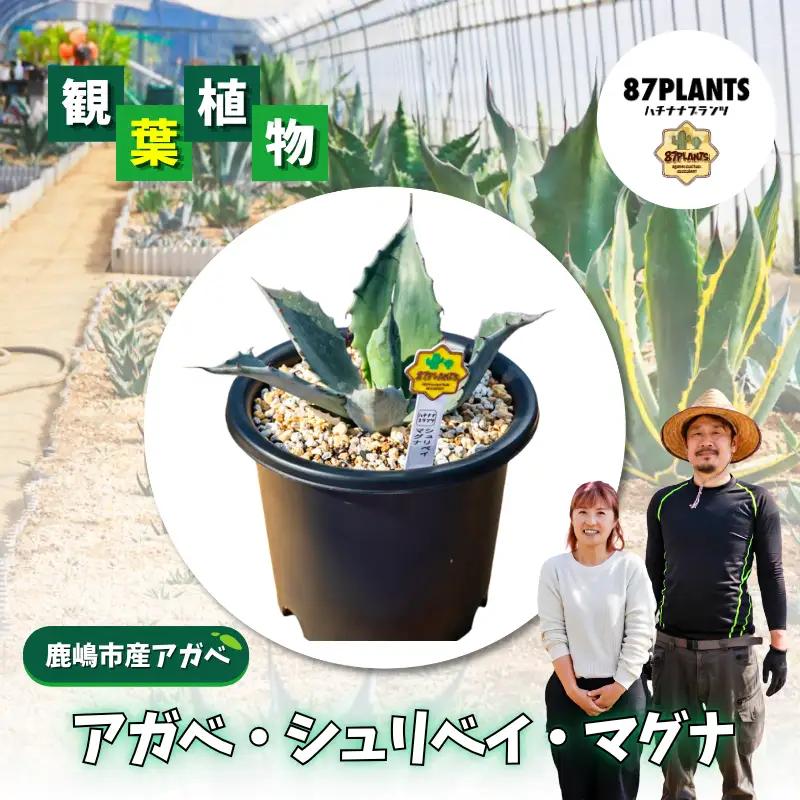 多肉植物 アガベ シュリベイ マグナ 園芸 ガーデニング 多肉植物
