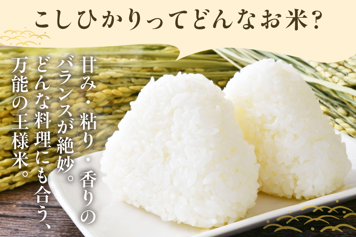東浦町産　こしひかり　約5kg│米 お米 コメ 白米 精米 新米 産地直送 愛知県産 鈴木農産 愛知県 東浦町