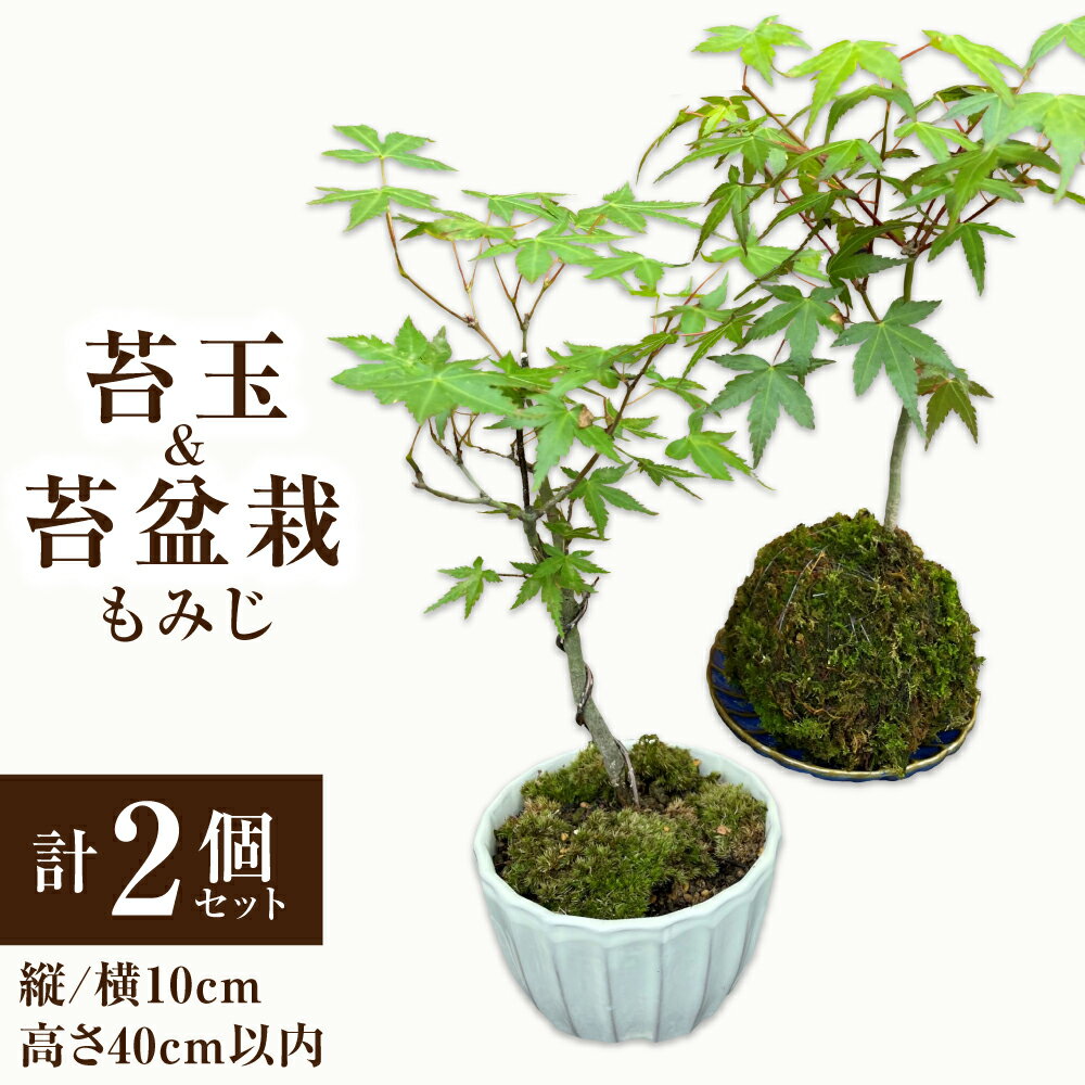 【ふるさと納税】苔玉1個 苔盆栽1個 もみじ 計2個セット 苔 苔玉 盆栽 観葉植物 インテリア 自然 天然 癒やし 緑 大分県 送料無料【2025年3月下旬から11月上旬発送予定】