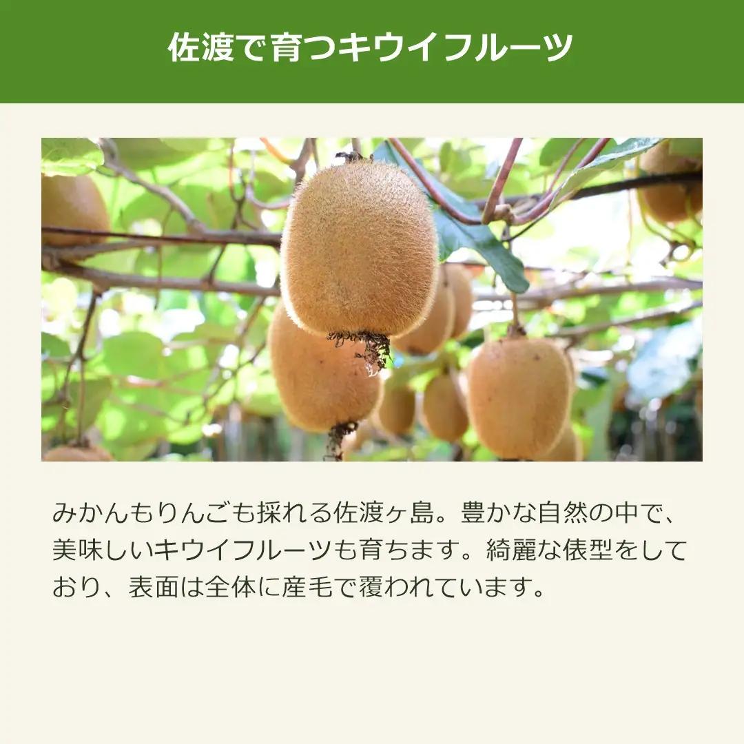 キウイフルーツ L 30玉 | 新潟県 佐渡市 キウイ