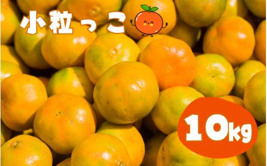
                  温州みかん 「小粒っこ」 10kg 【2S~3Sサイズおまかせ】 味好農園【agy004-s-10】
                