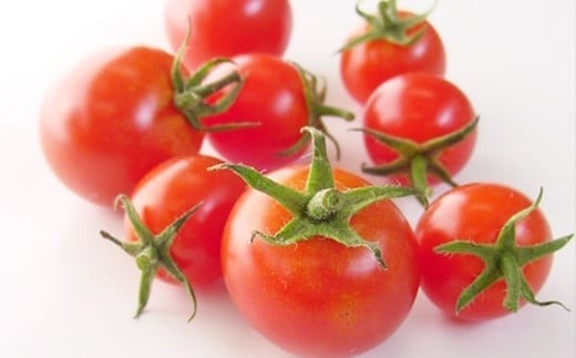 【2026年7月下旬～9月上旬発送予定】ミニトマト 約6kg