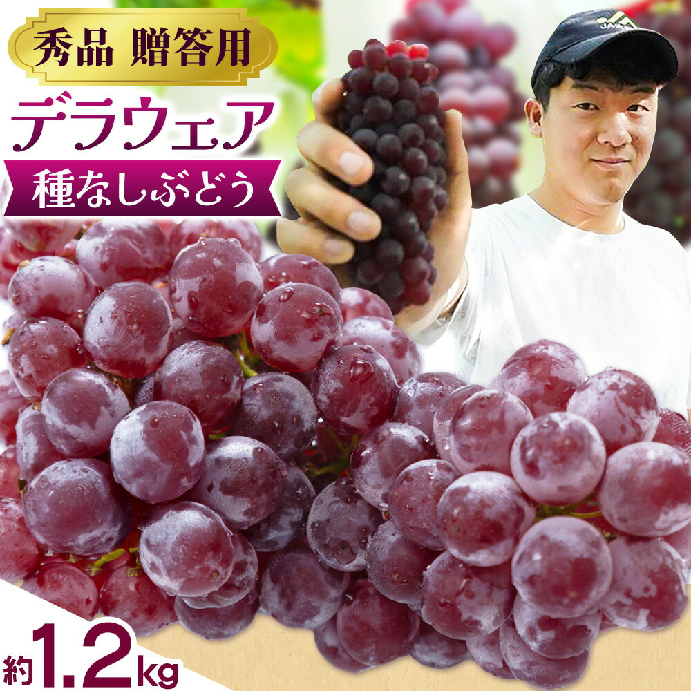 【ふるさと納税】【2026年先行予約】デラウェア 約1.2kg (種なしぶどう) 北ぶどう農園《2026年6月下旬-8月上旬頃出荷》大阪府 羽曳野市 ぶどう 果物 フルーツ 葡萄 デザート
