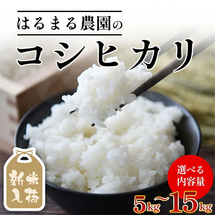 【ふるさと納税】＜先行予約受付中！2026年8月下旬以降順次発送＞＜選べる容量＞令和8年産 京都丹波福知山産 はるまる農園のコシヒカリ 精米(5kg/10kg/15kg) 米 こめ ご飯 ごはん 白米 コシヒカリ こしひかり 特別栽培米 新米 【fc-CN002-R8】【はるまる農園】